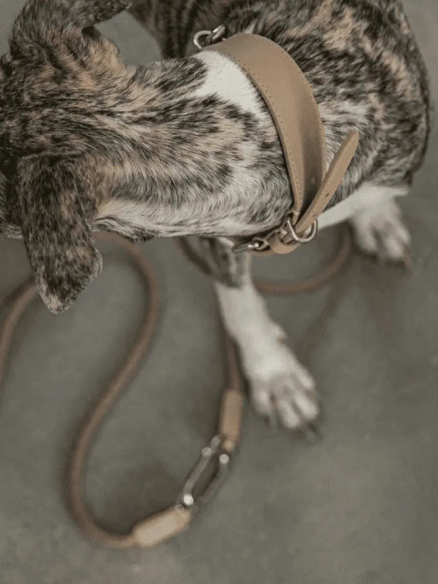 Multifunctional Designer Dog Leash